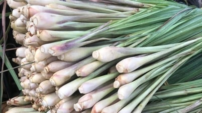 Cây sả thơm và có nhiều lợi ích, nhưng ai không nên dùng?