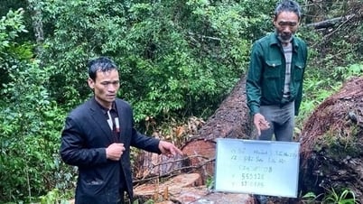 Lâm Đồng bắt giữ 4 đối tượng khai thác gỗ thông trái...