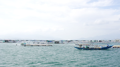 Nuôi trồng thủy sản trên vịnh Cam Ranh: Người dân không được xâm phạm vùng nước cấm