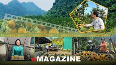 Người đưa đặc sản cam Xã Đoài đến với bàn ăn thế giới