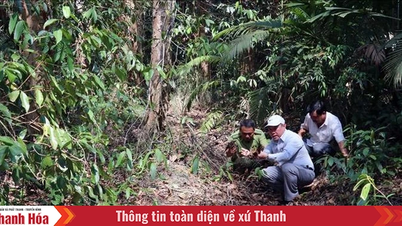 Dự báo và thông tin cấp dự báo cháy rừng từ ngày 3/8 - 6/8/2025