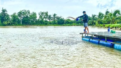 Cù lao An Bình hướng tới nuôi thủy sản công nghệ cao
