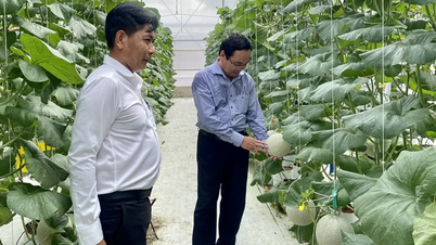 Hướng đi bền vững trong sản xuất dưa lưới