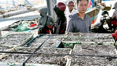 Ngư dân Quảng Trị trúng cá cơm, cảng cá nhộn nhịp từ sáng sớm