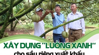 Xây dựng “luồng xanh” cho sầu riêng xuất khẩu