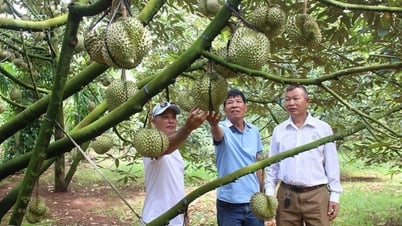 Xây dựng chuỗi sản xuất bền vững và trách nhiệm