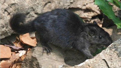 Extinct mouse species 11 million years old suddenly appears in Phong Nha - Ke Bang