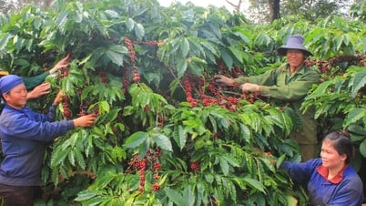 Giá cà phê hôm nay 3/8/2025: Áp lực giảm do bán tháo
