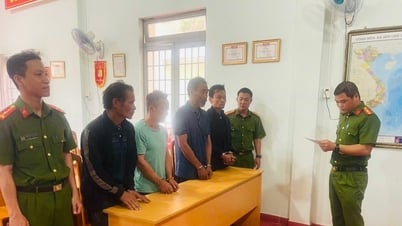 Lâm Đồng: Triệt phá vụ khai thác gỗ thông trái phép quy mô lớn