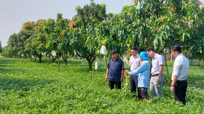 Cây lạc mở hướng đi mới trong chuyển đổi cơ cấu cây trồng