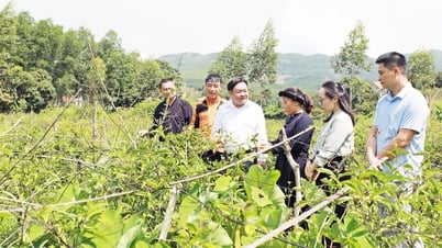 दो-स्तरीय स्थानीय सरकार: जमीनी स्तर पर वास्तविकता