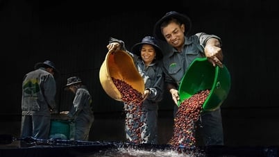 Harga kopi hari ini 30 Agustus 2025: Turun tajam