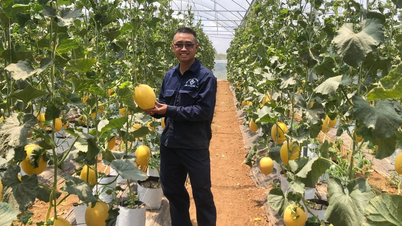 Melone – Vielversprechende Ernte in Ia Phi