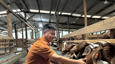 9X petani bergandengan tangan untuk memelihara kambing Boer