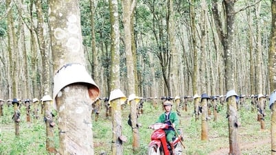若者の定着のために森林資源を活用する