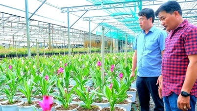 Las flores de loto de tres colores en el pueblo de flores de Sa Dec atraen a los visitantes.