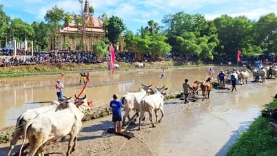 Spannendes 11. traditionelles Stierrennen-Festival in der Ro-Pagode im Jahr 2025