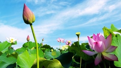 مادر وطن مادری زبان ہے (*)