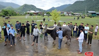 Kontes "Pangeran Kerbau" di Ngoc Chien