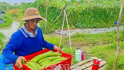 “Địa chỉ xanh” chuyên canh hoa màu