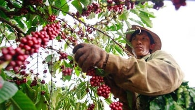 Xuất khẩu cà phê cán mốc 6 tỉ USD, sầu riêng đang phục hồi đà xuất ngoại