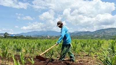 Vùng chuyên canh gừng phục vụ tết