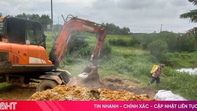 Tiêu hủy 74 con lợn do mắc dịch tả lợn châu Phi