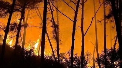 نجي آن: أكثر من 400 شخص يحاولون إخماد حريق الغابة ليلاً
