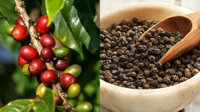 Giá cà phê và hồ tiêu neo ở mức cao, lúa gạo ổn định