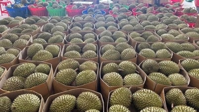 Sầu riêng tươi xuất khẩu có quy trình ATTP thống nhất toàn quốc