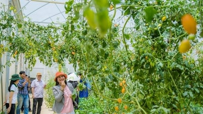 Bỏ phố về quê, thanh niên phường Đông Gia Nghĩa là tỷ phú Lâm Đồng, làm farm đẹp như phim