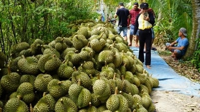 Sầu riêng tươi xuất khẩu có cơ chế kiểm soát riêng
