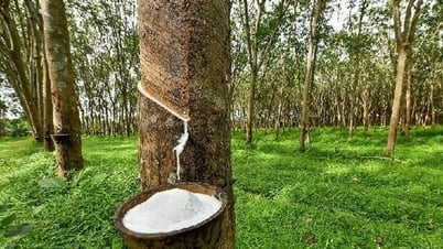 Giá cao su hôm nay 4/8: Có xu hướng điều chỉnh giảm