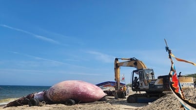 Cá voi hơn 6 tấn lụy ở bờ biển Lâm Đồng
