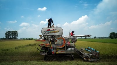 Việt Nam vượt Thái Lan trở thành nước xuất khẩu gạo lớn thứ hai thế giới