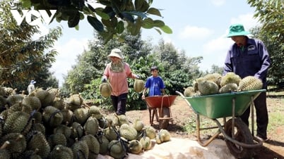 Sầu riêng Việt Nam - Ngành hàng tỷ đô và hành trình khẳng định vị thế Xây dựng mã vùng thực chất - Siết chặt chuỗi giá trị cho “Vua trái cây”