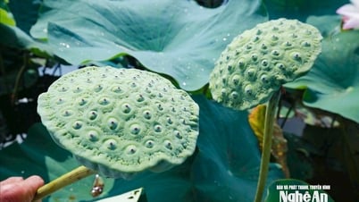 Đất chua trũng Nghệ An được mùa sen, nông dân phấn khởi bán giá tốt từ gốc tới ngọn