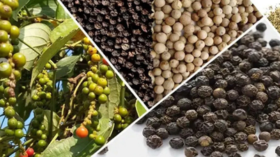 Ngày 4-8, hồ tiêu tại Gia Lai neo ở mức 139.000 đồng/kg