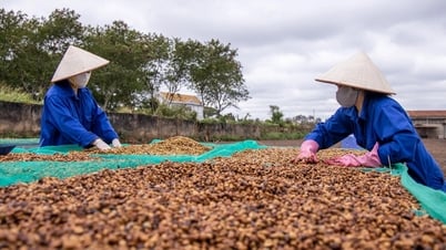 Giá cà phê hôm nay 4/8/2025: Tuần qua tăng mạnh