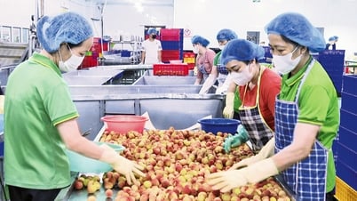 Nông sản an toàn: Từ làng vào siêu thị, ra thế giới. Bài 1: Sạch từ gốc