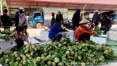 Na đầu vụ được giá