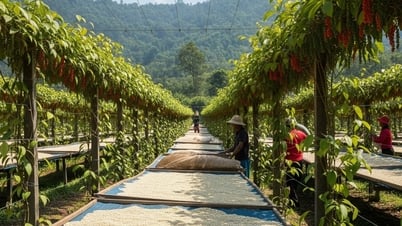Giá tiêu hôm nay 4/8: Hai "thủ phủ" hồ tiêu đang có mức giá cao nhất