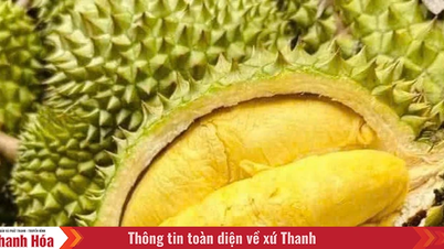 Chuẩn hóa quy trình kiểm soát an toàn thực phẩm đối với sầu riêng tươi xuất khẩu