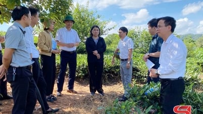 Đồng chí Phó Chủ tịch Thường trực UBND tỉnh khảo sát địa điểm xây dựng trường tại các xã biên giới