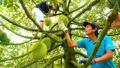 Bộ Nông nghiệp và Môi trường chính thức siết kiểm soát sầu riêng xuất khẩu