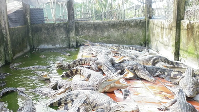 Sau vụ cá sấu sổng chuồng, Cà Mau tăng cường quản lý vật nuôi có nguồn gốc tự nhiên