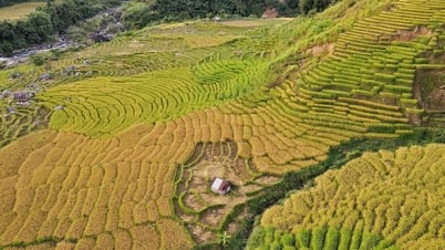 Ngỡ ngàng mùa vàng ở Ngọc Linh, bức tranh tuyệt sắc giữa đại ngàn Quảng Ngãi