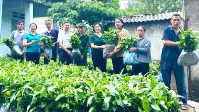 Phường Lào Cai: Trao tặng 36.000 cây quế giống cho các hộ gia đình có hoàn cảnh khó khăn