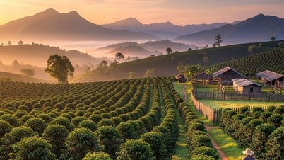 Dự báo giá cà phê ngày mai 6/8/2025 sóng tăng tiếp tục, cà phê lên đời