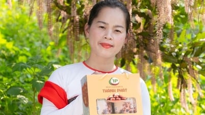 ต้นแมคคาเดเมียเปิดทิศทางการพัฒนาเศรษฐกิจใหม่ให้กับสตรีกลุ่มชาติพันธุ์น้อยในทัญฮว้า